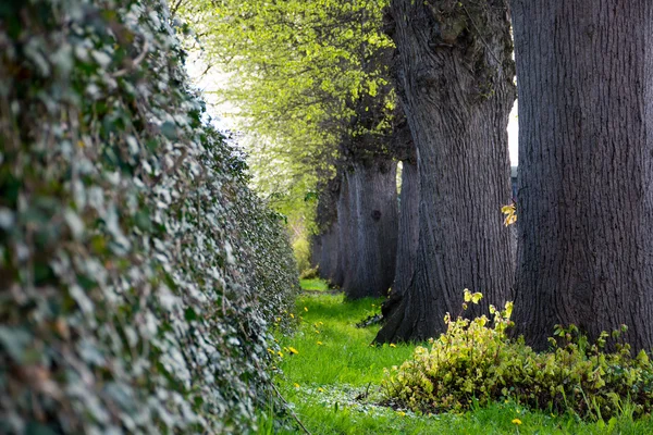 Mur de lierre et une rangée de grands troncs d'arbre vieux — Photo