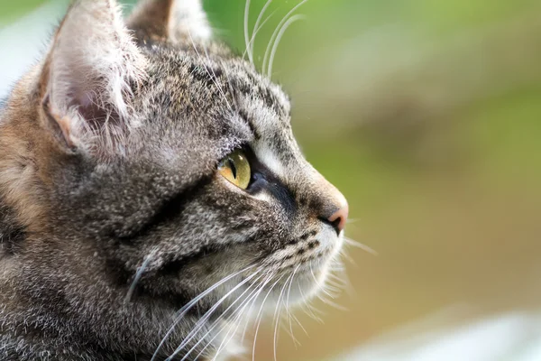 Tabby cat head profile, close up with copy space — Stock Photo, Image