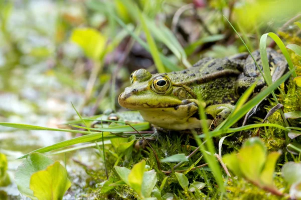 Water frog "Rana lessonae" at the pond — Stock Photo, Image