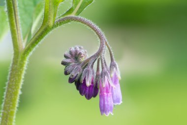 Karakafes ortak karakafes, Symphytum officinale, ağaçları yakın çekim