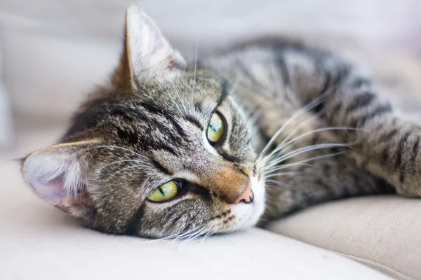 Ritratto del gatto, tabby si sente bene ed è accogliente su un divano grigio chiaro — Foto Stock