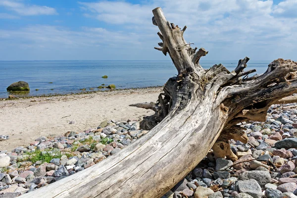 Starym pniu drzewa leżącego na plaży nad Morzem Bałtyckim — Zdjęcie stockowe