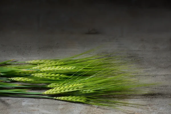 Green barley ears on dark rustic wood — Stock Photo, Image