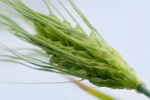 Green barley ear, close up — Stock Photo, Image