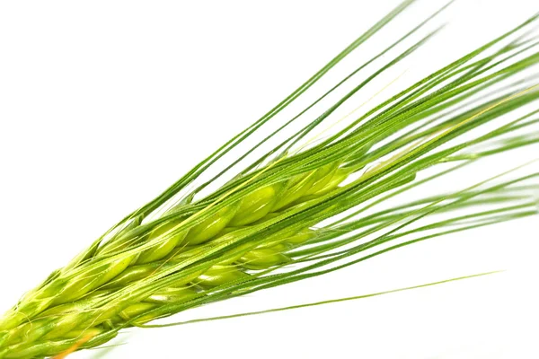 Detail of a green barley ear, close up shot isolated — Stock Photo, Image