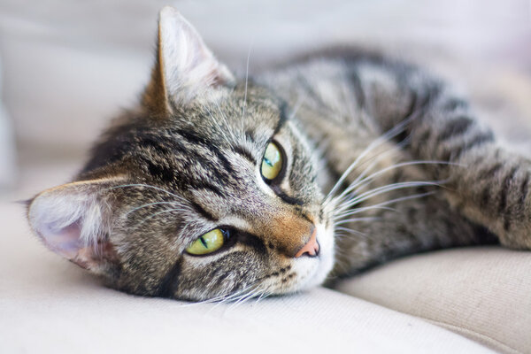 Cat portrait, tabby feels well and is cozy on a light gray sofa Royalty Free Stock Images