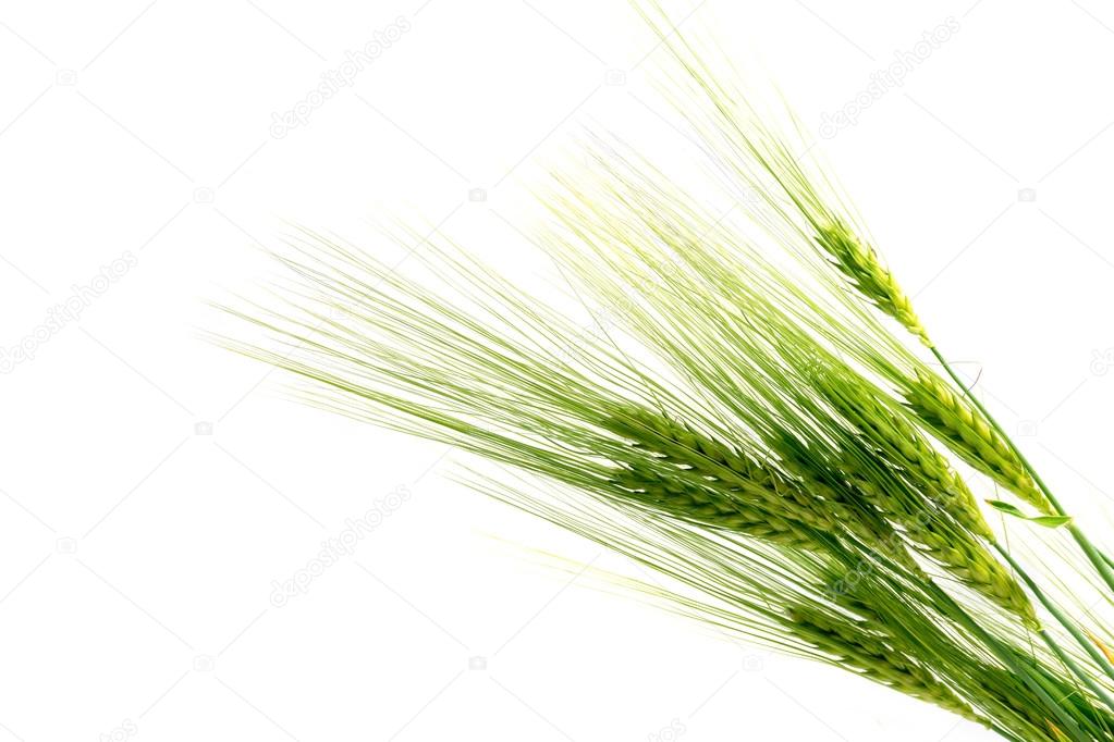 green barley ears isolated on a white background