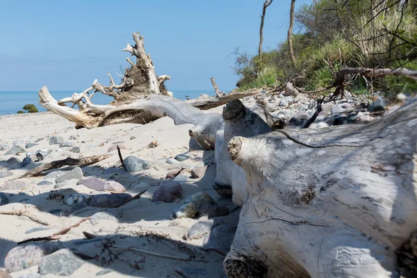 Vecchio tronco di legno alla deriva sulla spiaggia del Mar Baltico contro — Foto Stock