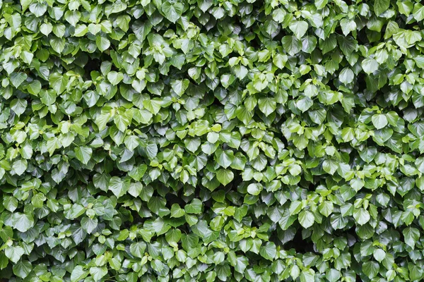 Lierre luxuriant et vert, Hedera helix, à un mur, texture de fond — Photo