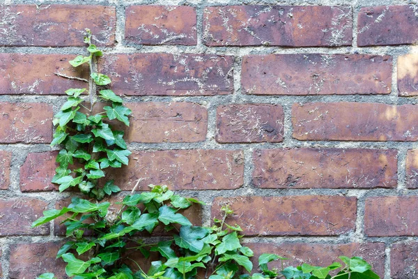 常春藤和空中细根在一堵砖墙，na 背景力量 — 图库照片