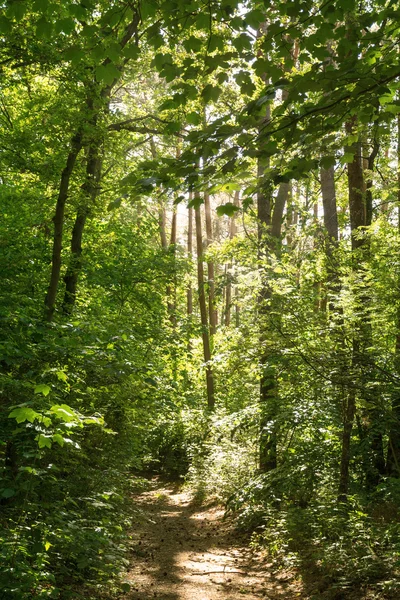 Caminho em uma floresta de verão — Fotografia de Stock