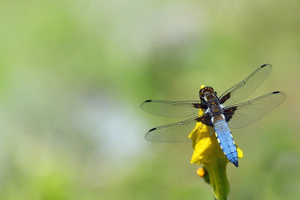 Blue dragonfly, Libellula depressa, sitting on a yellow flower — Stock Photo, Image