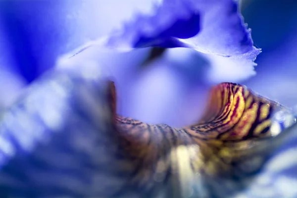 Abstrakt bakgrund från en iris sibirica i blom, makro skott — Stockfoto