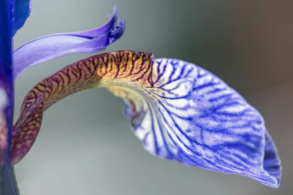 Detail from an iris sibirica in bloom, macro shot,  abstract bac — Stock Photo, Image