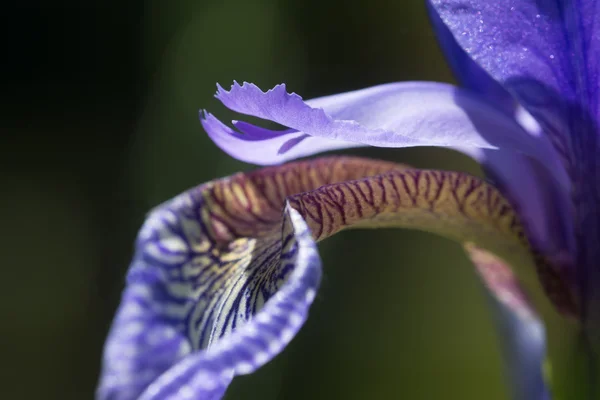 Iris sibirica w rozkwicie, Zdjęcia makro — Zdjęcie stockowe