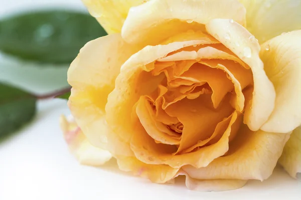 Rosa de belleza, melocotón suave y albaricoque —  Fotos de Stock