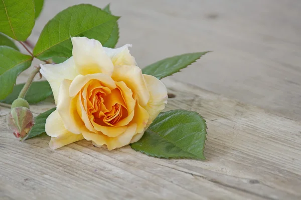 Rosa buff pêssego beleza e damasco em uma placa de madeira velha — Fotografia de Stock