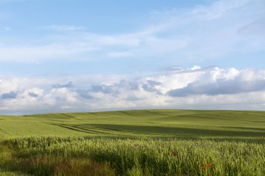 mavi gökyüzü bulutlu yeşil buğday ile geniş alan