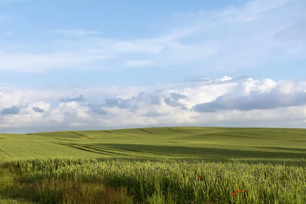 Campo ancho con trigo verde contra el cielo azul con nubes — Foto de Stock