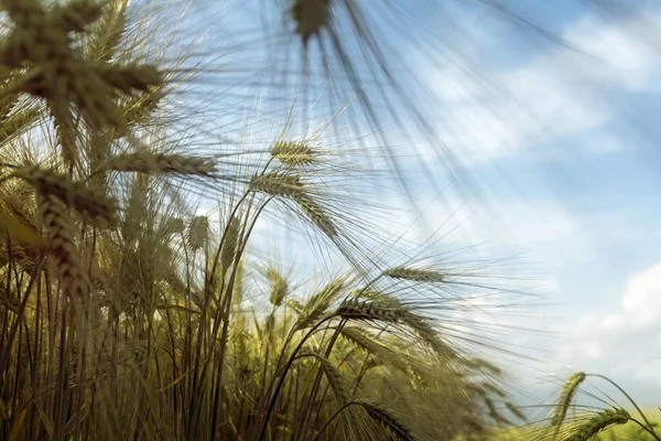 Sunny barley field against the blue sky with clouds — Stock Photo, Image