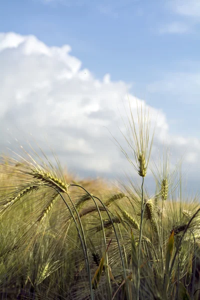 Orejas de cebada en un campo soleado contra el cielo azul nublado —  Fotos de Stock