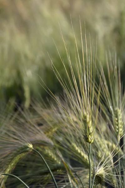 Ears of barley with long awns in a field, close up shot — Stock Photo, Image