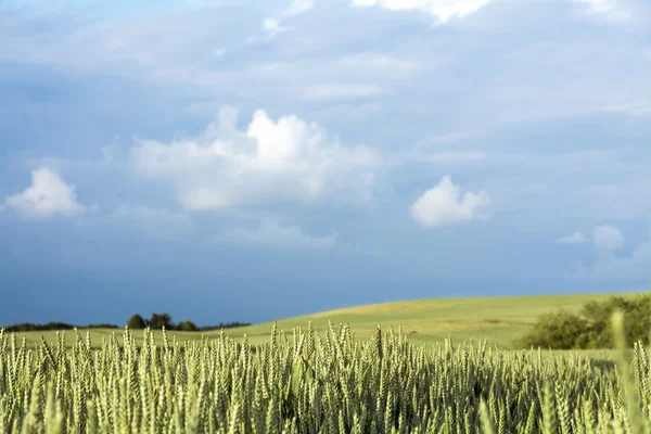 Campo de trigo y paisaje rural contra el cielo azul nublado —  Fotos de Stock