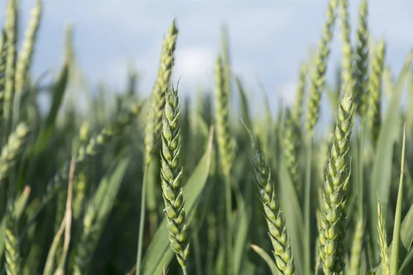 Grüne Ähren auf einem Feld gegen den blauen Himmel — Stockfoto