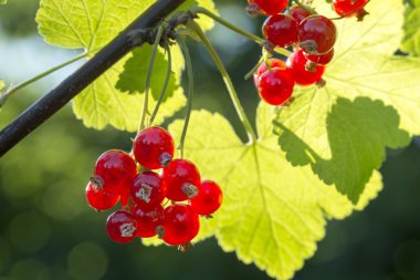 summer berries in the garden, red currants on the bush