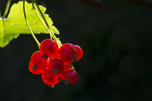 Red currants on a bush in the back light, dark background with c — Stockfoto