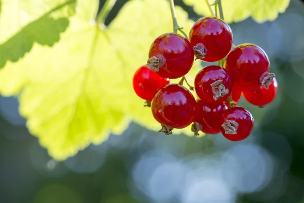 Red currants on a bush in the garden — Stock Photo, Image