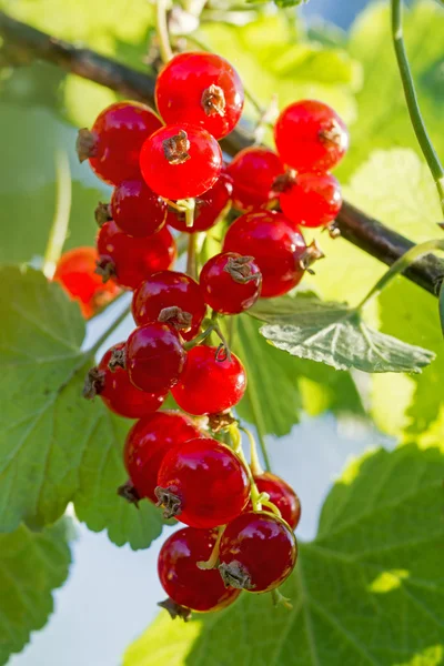 Uva de grosellas rojas en el arbusto en un jardín soleado —  Fotos de Stock