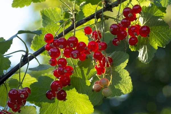 Twig with red currants in the sunny garden — Stock Photo, Image