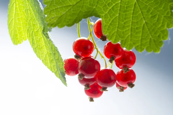 Hanging red currants between green  leaves — Stock fotografie