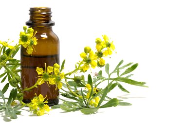 Rue branch with flowers and a bottle of essential oil isolated o clipart