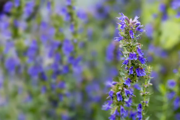 Flores de hissopo no jardim de ervas, fundo borrado — Fotografia de Stock