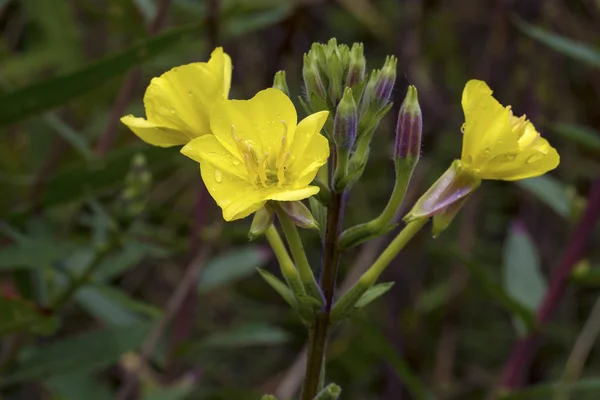 Gele evening primrose (Oenothera biennis), geneeskunde plant — Stockfoto