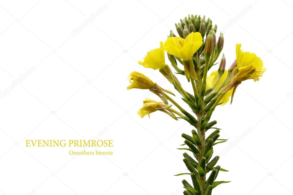evening primrose (Oenothera biennis) isolated on white