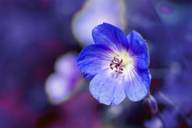 cranesbill çiçek (Sardunya) bir mor mavi arka plan