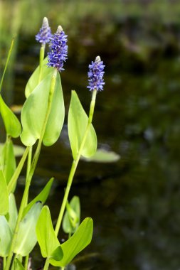 blooming pickerelweed (Pontederia cordata) water plant in the ga clipart