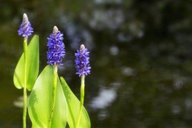 blooming pickerelweed (Pontederia cordata) water plant in the ga clipart