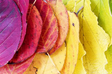 autumn  background, colorful leaves arranged as a rainbow clipart