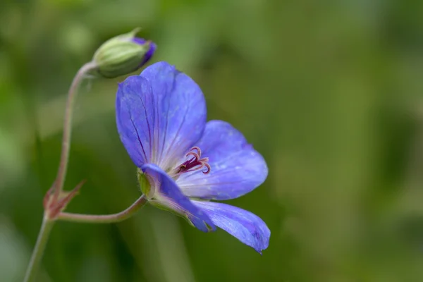 Midsommarblomster blomma (Geranium) mot grön bakgrund — Stockfoto