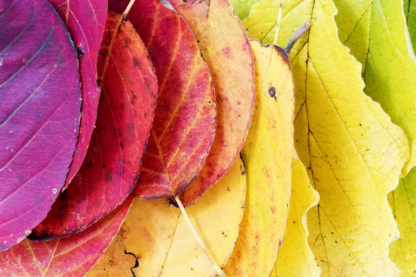 Fond d'automne, feuilles colorées disposées comme un arc-en-ciel — Photo