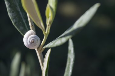 herb Bahçe adaçayı bitki üzerinde beyaz salyangoz kabuğu