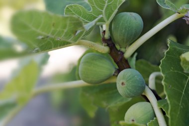 immature green figs on the tree clipart