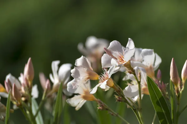 Oleanderblüten in weißem Aprikosenrosa vor grünem Hintergrund — Stockfoto