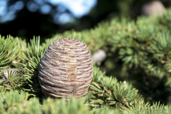 Cone de um cedro — Fotografia de Stock
