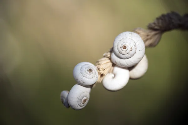 Witte slak schelpen op een gras oor tegen een onscherpe achtergrond — Stockfoto