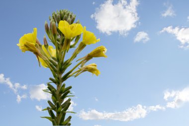 akşam çuha çiçeği (Oenothera biennis) mavi gökyüzü